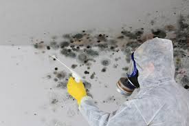 Environmental Consulting for Mold Prevention in Maunawili, HI